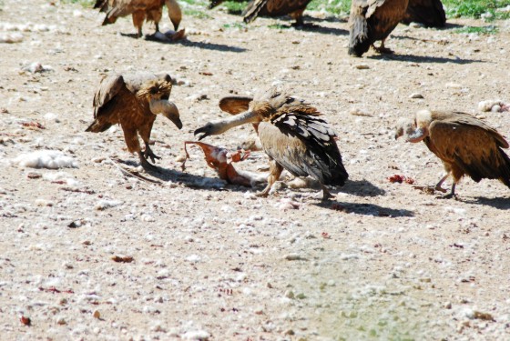 Buitre leonado (gyps fulvus)