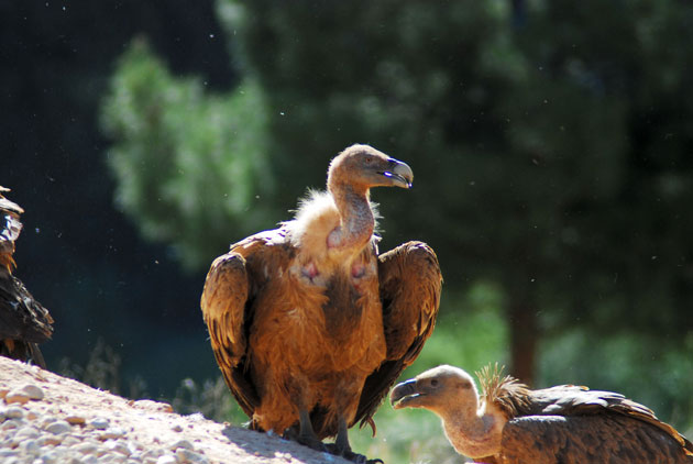 Buitre leonado ( Gyps fulvus )