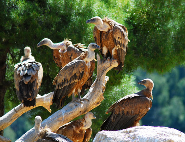 Buitre leonado ( Gyps fulvus )