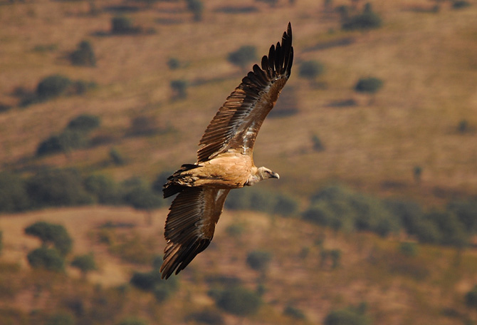 Buitre leonado (Extremadura09)