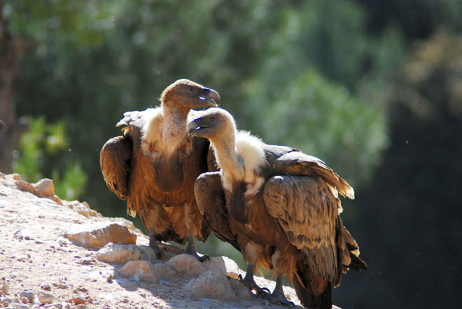 Buitre leonado ( Gyps fulvus )