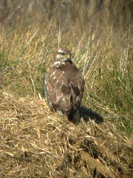 Aligot, busardo ratonero (Buteo Buteo)