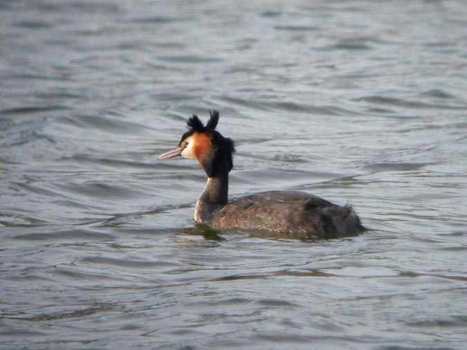 Cabussó emplomellat,somormujo lavanco (Podiceps cristatus)