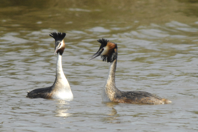 cabussó emplomallat (Podiceps cristatus)