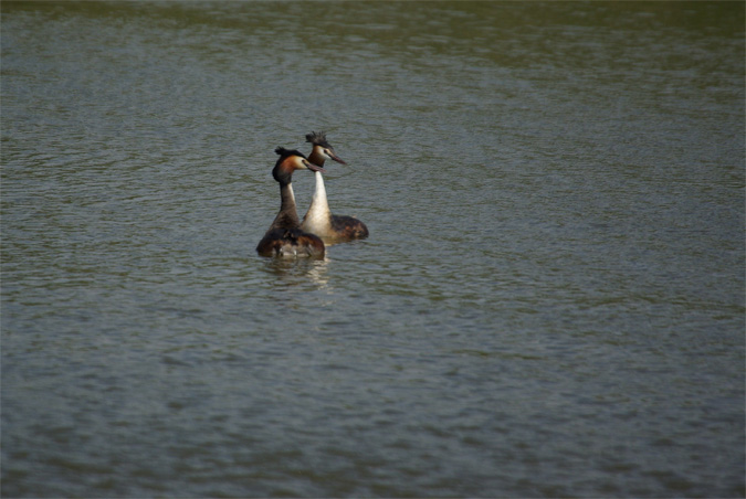 Cabussots emplomallats-Parella(Podiceps cristatus)