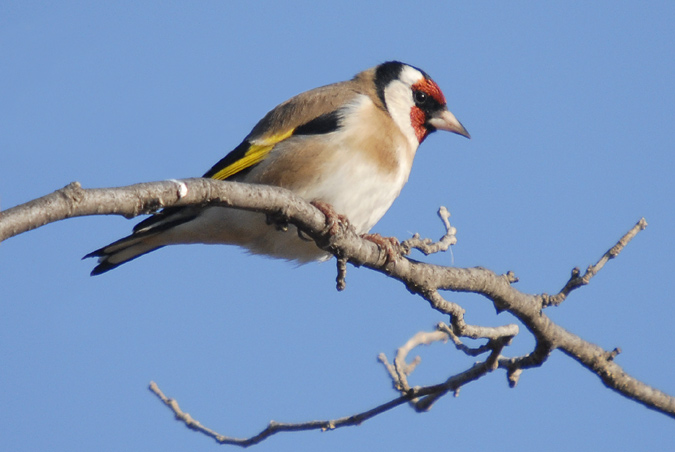 cadernera (Carduelis carduelis)