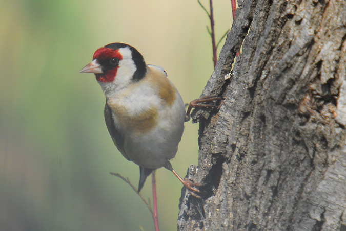 cadernera (Carduelis carduelis)