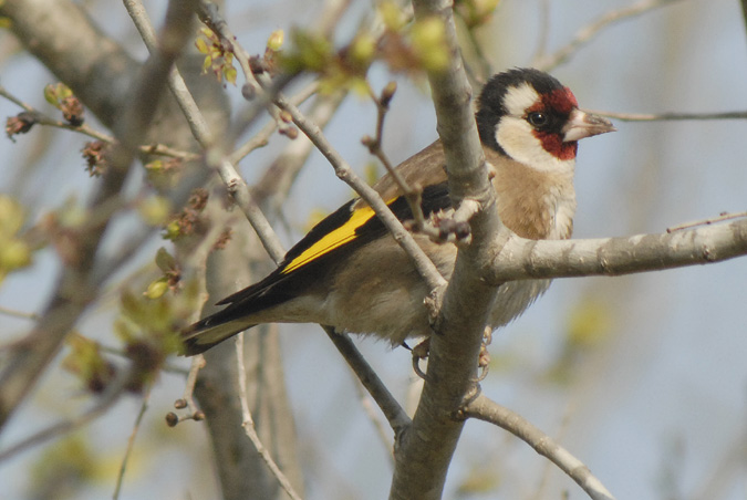 cadernera (Carduelis carduelis)