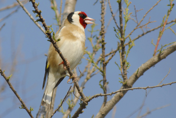 cadernera (Carduelis carduelis)