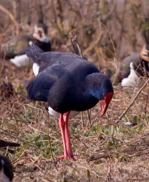 Calamon (porphyrio  porphyrio)