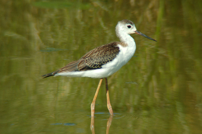 jove camesllargues (himantopus himantopus)
