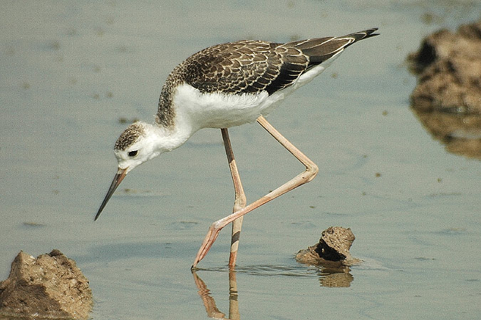 cames llargues (himantopus himantopus) jove