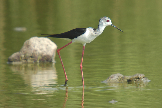 cames llargues (himantopus himantopus)