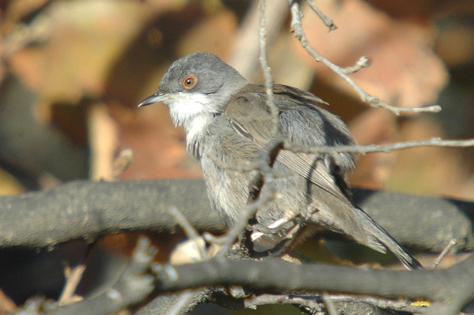 tallarol capnegre (Sylvia melanocephala)