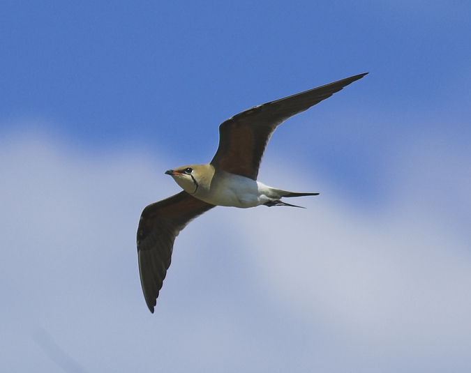 Canastera en vuelo