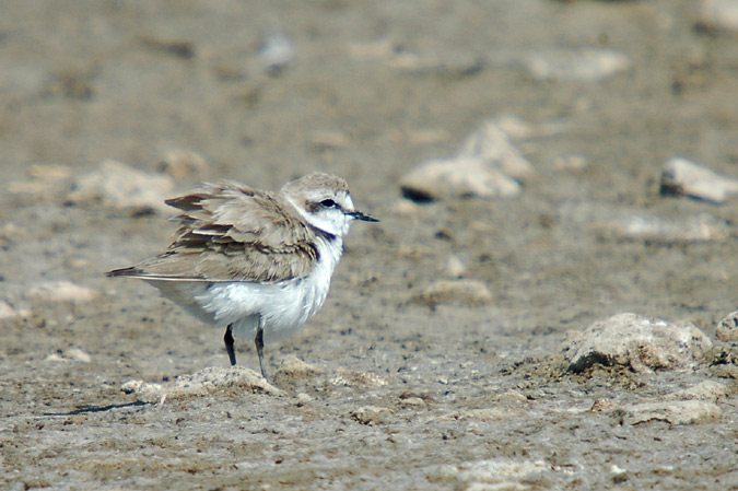 corriol camanegre (charadrius alexandrinus) 2/2