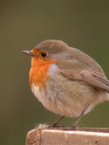 El pit roig descarat (Erythacus rubecula)