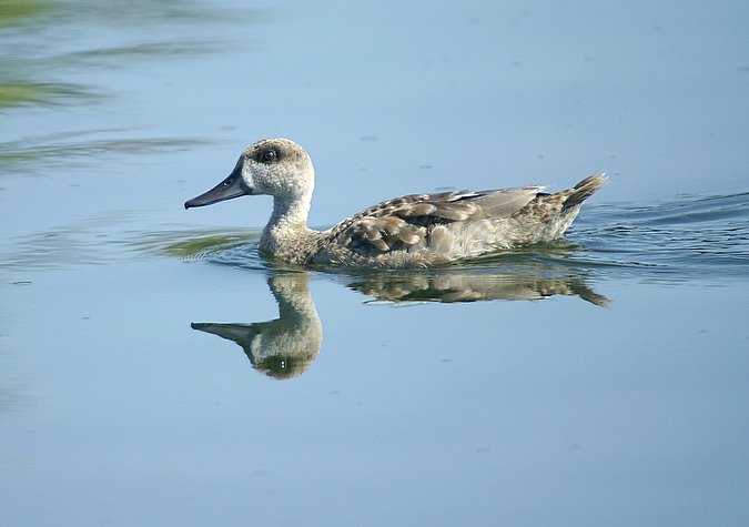 cercetas pardillas