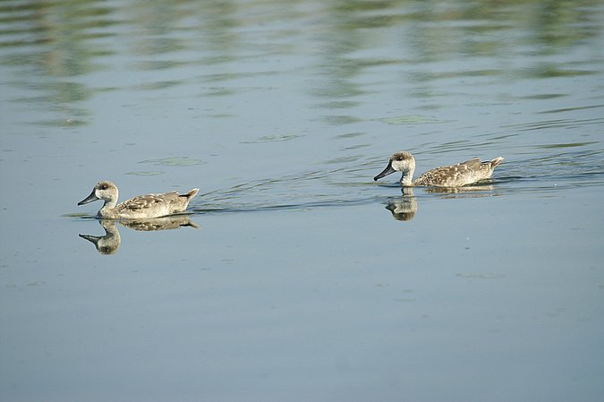 cercetas pardillas