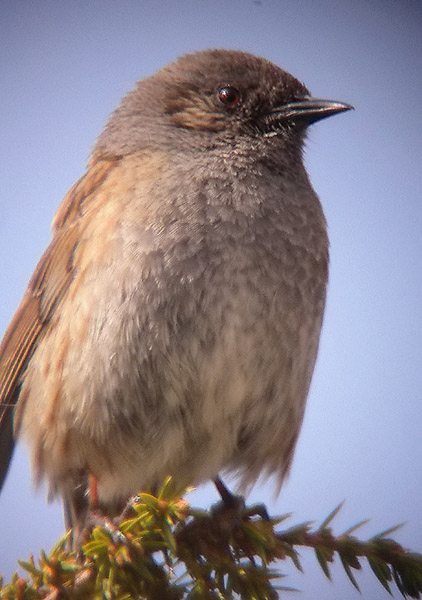 Cotxa fumada femella ?, Colirrojo tizón (Phoenicurus ochruros)