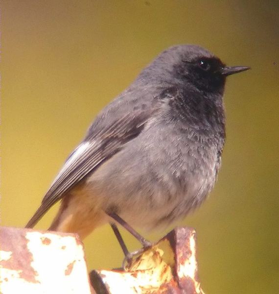 Cotxa fumada mascle, colirrojo tizón (Phoenicurus ochruros)