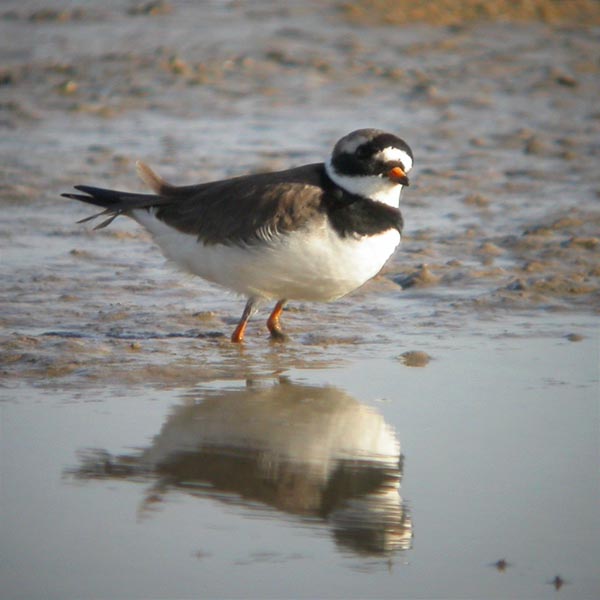 Corriol gros (Charadrius hiaticula)