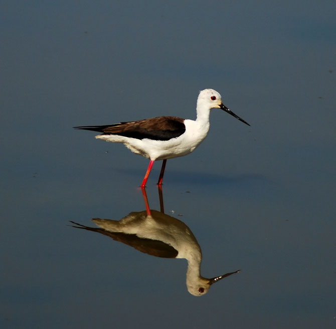 cigüeñuela ( himantopus himantopus )