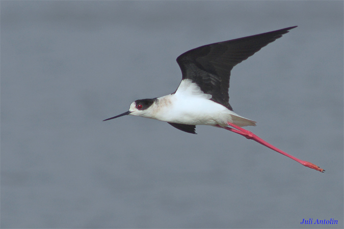 Cames llargues (Himantopus himantopus)(Cigüeñuela)