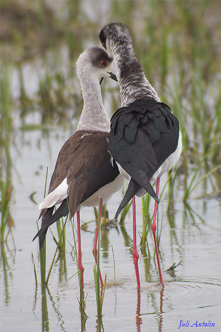 Cames llargues (Himantopus himantopus)(Cigüeñuela)