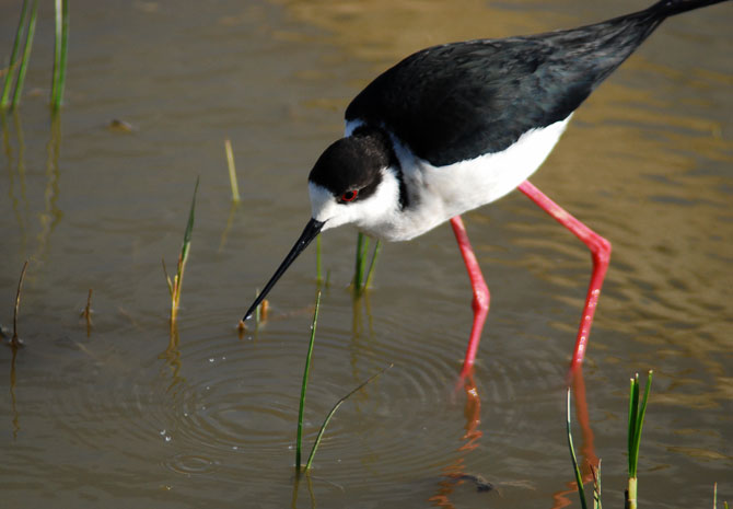 Cigüeñuela ( himantopus himantopus )