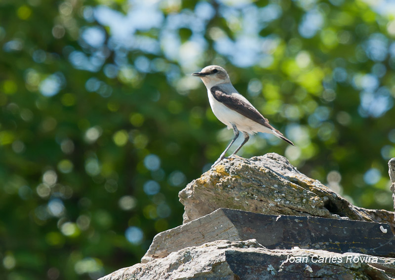 Còlit gris (Oenanthe oenanthe)