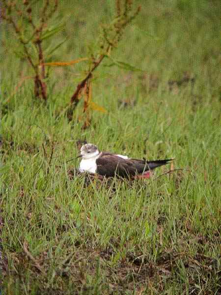 niu de cames llargues (Himantopus himantopus)