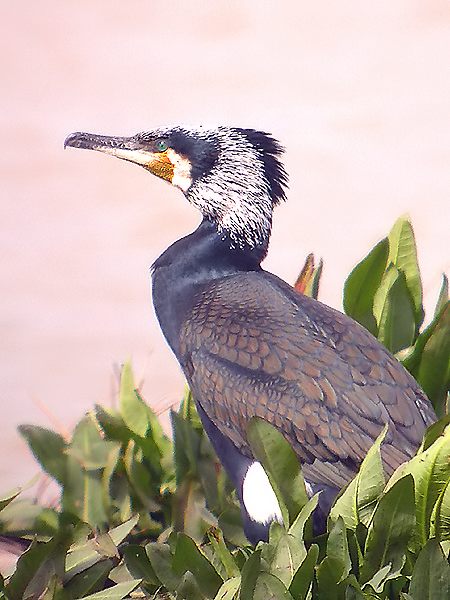 Corb marí gros en plomatge nupcial (Phalacrocorax carbo)