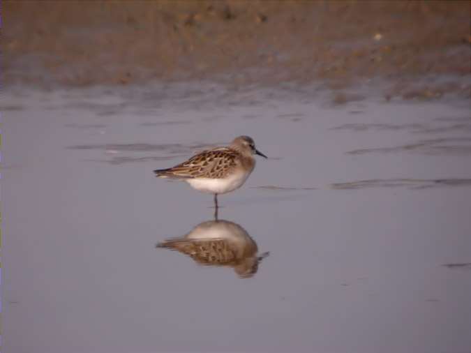 Territ menut, correlimos menudo (Calidris minuta)