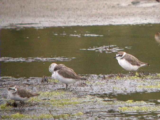 Corriol camanegre (Charadrius alexandrinus)