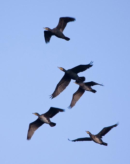 Batalló de corbs marins