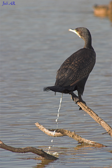 Cormoran indispuesto...