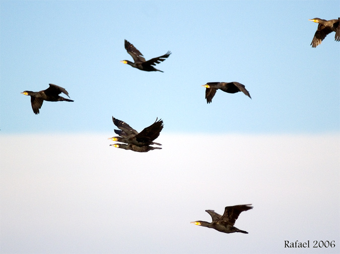 Vuelo de cormoranes