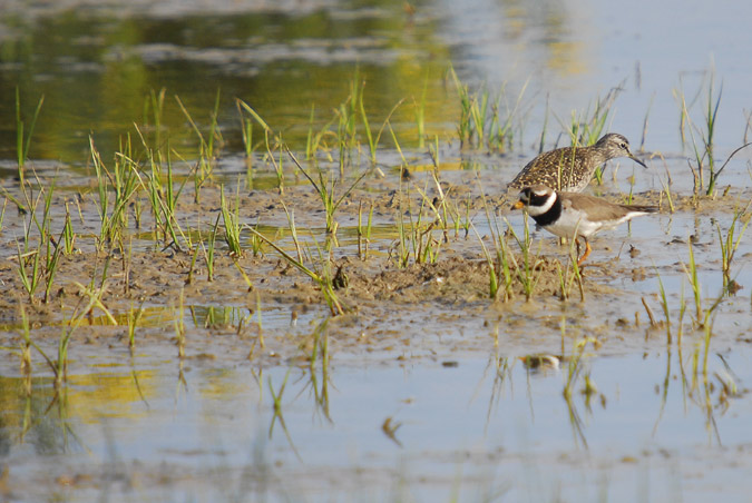 corriol gros (Charadrius hiaticula)