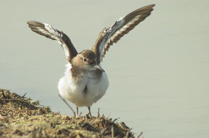 xivitona vulgar (Actitis hypoleucos)