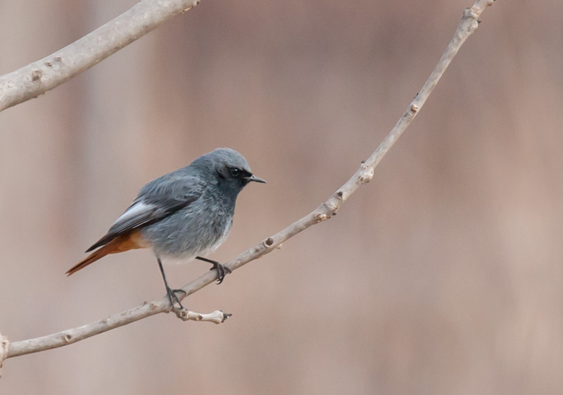 Cotxa fumada-1 (Phoenicurus ochrurus)