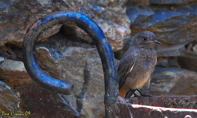 Cotxa Fumada (Phoenicurus Ochruros)