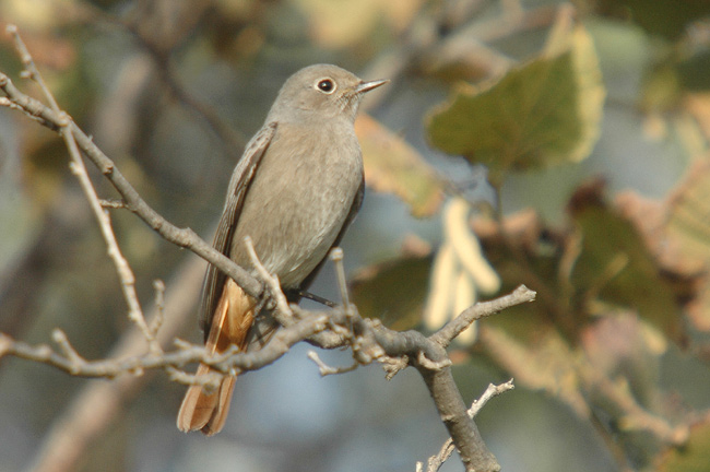 cotxa fumada femella (Phoenicuros ochruros)