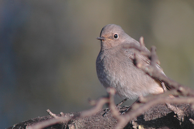 cotxa fumada femella (Phoenicuros ochruros)