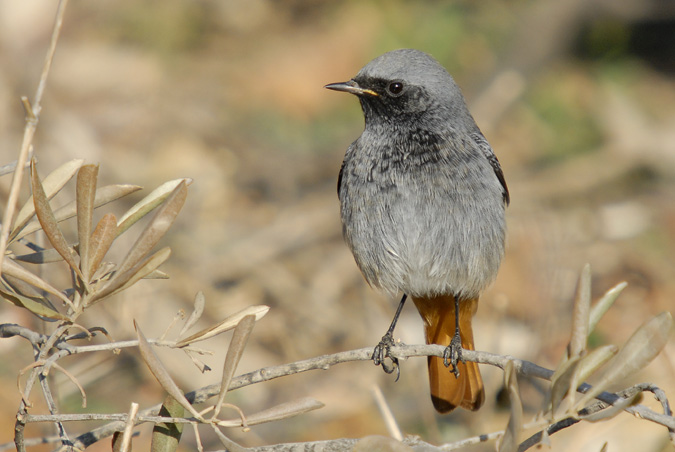 cotxa fumada mascle (Phoenicuros ochruros)