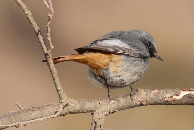 cotxa fumada mascle (Phoenicuros ochruros)