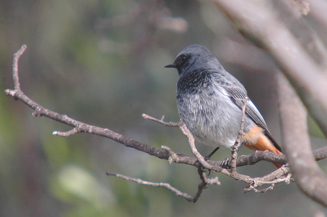 cotxa fumada mascle (Phoenicuros ochruros)