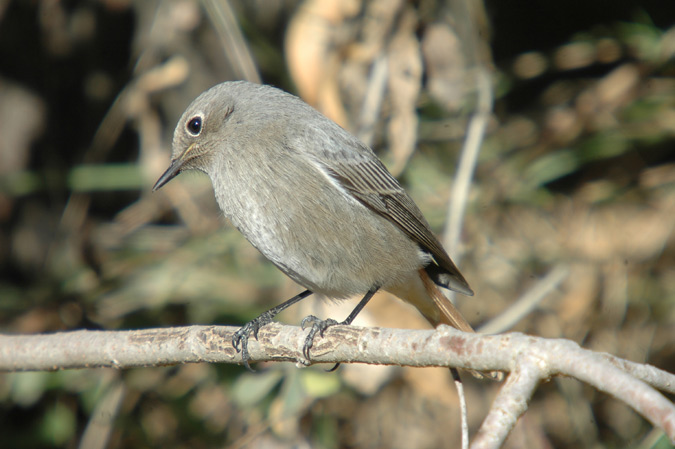 cotxa fumada (phoenicurus ochruros)