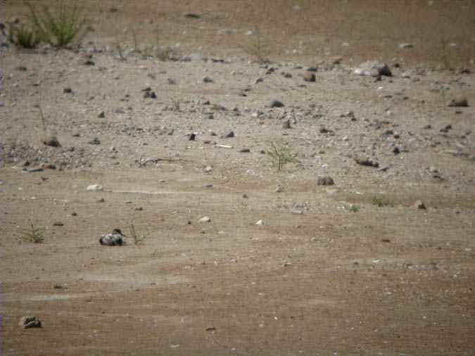 Plomatge críptic, cria bec d'alena, avoceta (Recurvirostra avocetta)