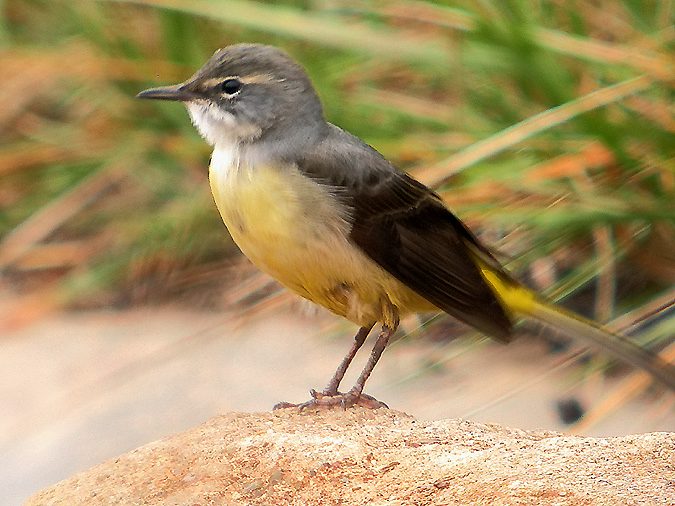 Cuereta torrentera, lavandera cascadeña (Motacilla cinerea)